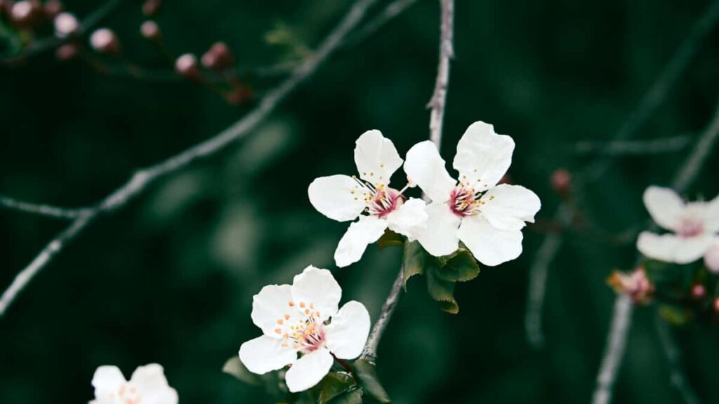 Praktikal na gabay para sa mga advertiser sa Pilipinas kung paano maghanap at makipag-partner sa Kazakhstan Twitter micro-influencers gamit taktika, tools, at localised na workflow.