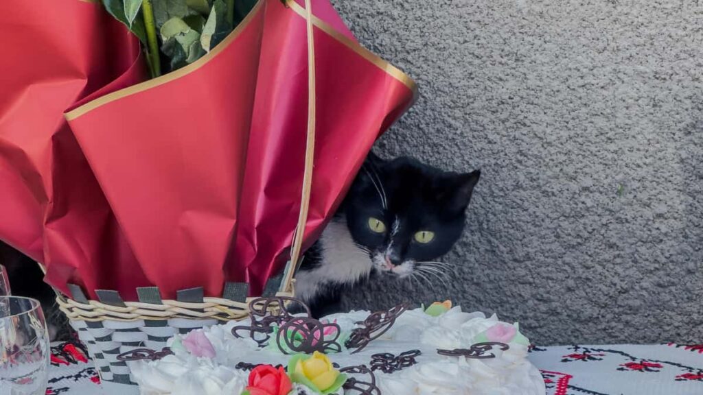 Praktikal na gabay para sa mga Filipino creator kung paano makipag-approach sa North Macedonia beauty brands via Twitch para sa product reviews at collabs.